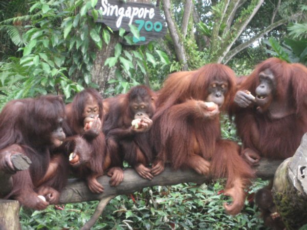 Orangutans - Singapore Zoo