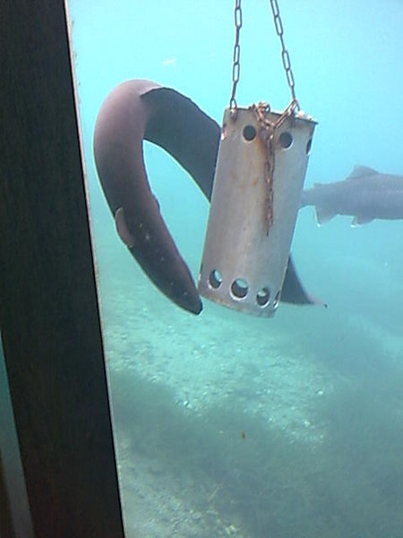Giant Eel