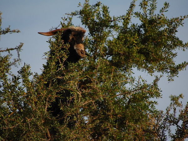 Tree Goats 5