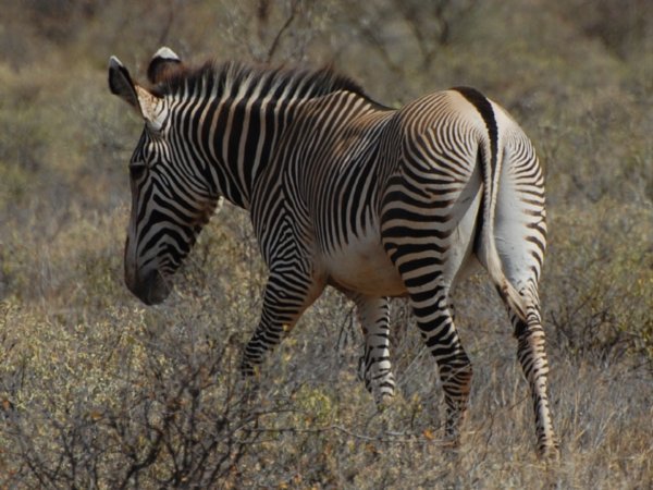Grevey's Zebra