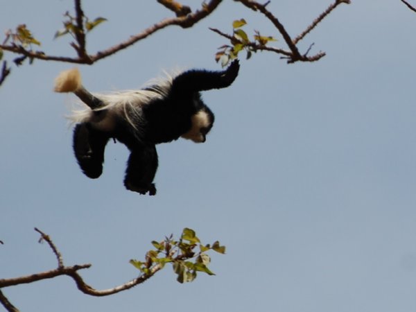 Leaping Colobus