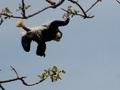 Leaping Colobus