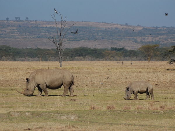 White rhino and baby