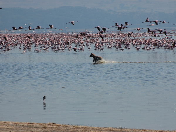Hyena chasing flamingos