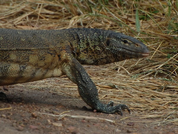 Water monitor