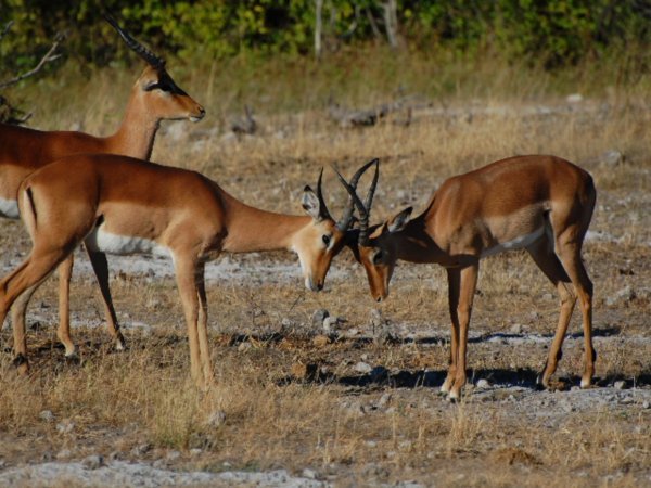 Fighting impala