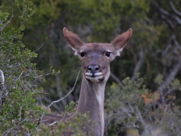 Kudu lady