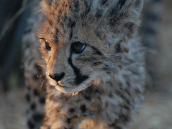 baby cheetah 2