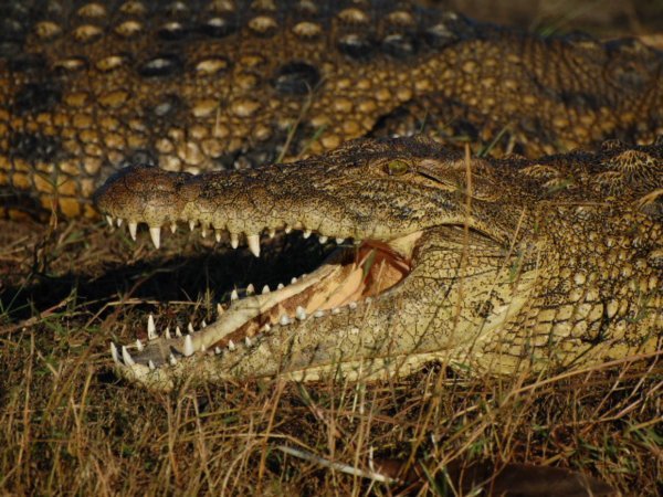Croc smile