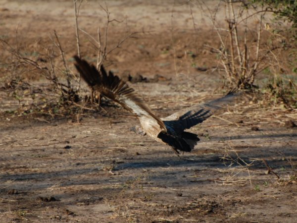 Vulture taking off