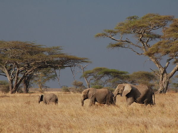 Serengeti 5