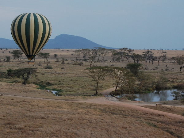 Serengeti 7