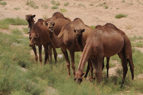 Camels on the side of the road