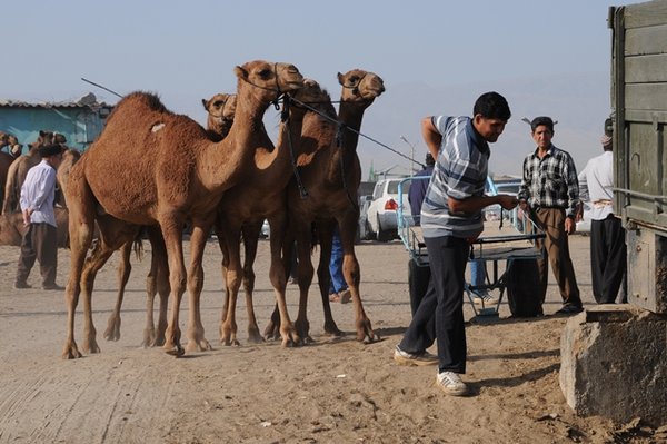Camel market 3