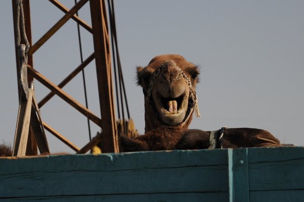 Camel market 4