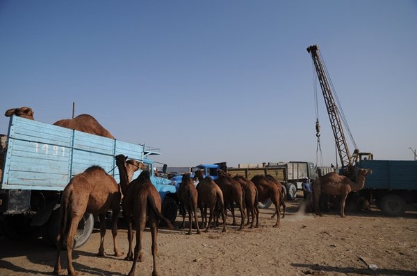 Camel market 6