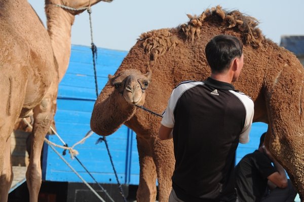 Camel market 13