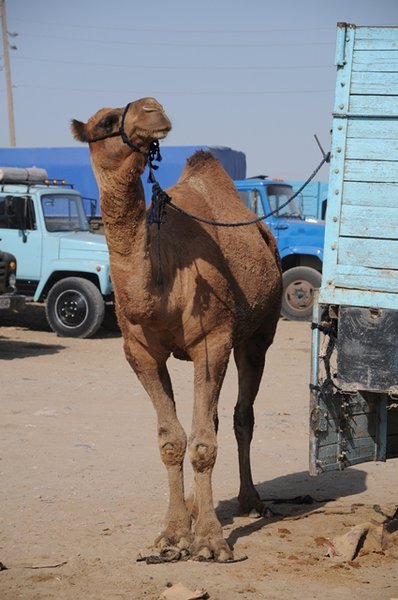 Camel market 7