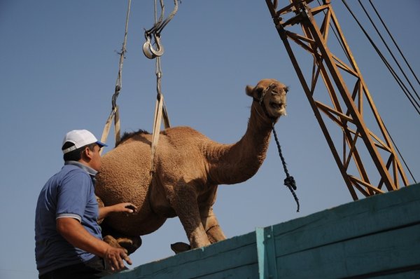 Camel market 8