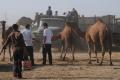 Camel market 2