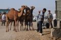 Camel market 3