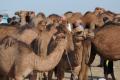 Camel market 12