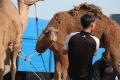 Camel market 13