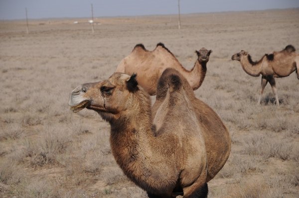 camel 3