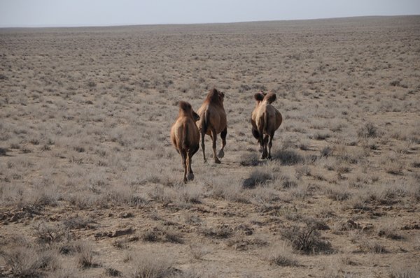 camels in the desert