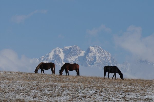 Horses and mountains