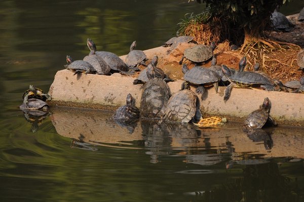 lots of turtles