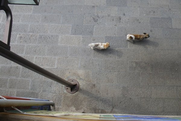 Street dogs from above