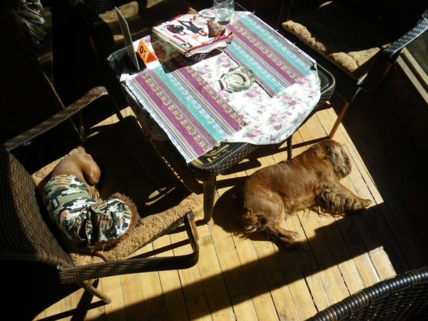puppies lying in sun