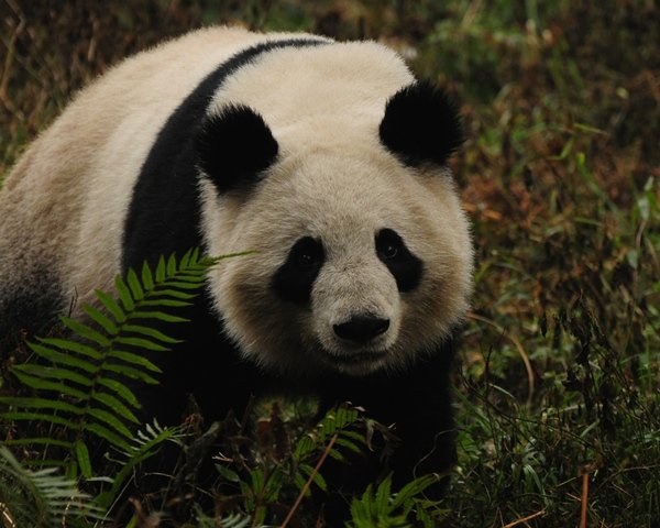Panda 6