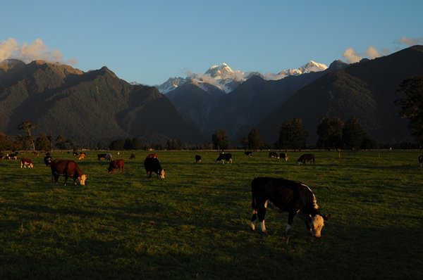 Cows and mountains