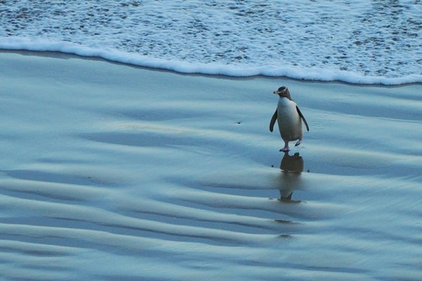 Penguin coming ashore