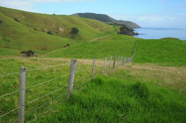 Coromandel walkway 1