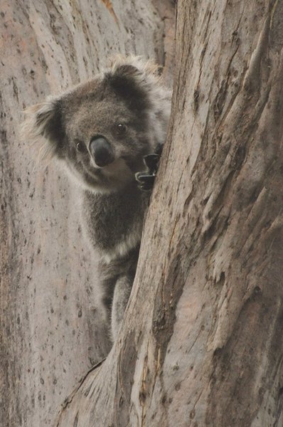 Little koala