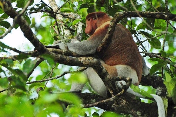 Proboscis monkey again