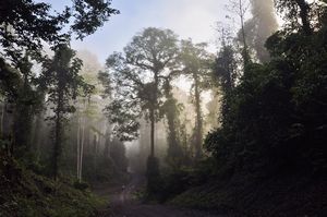 Danum valley rainforest