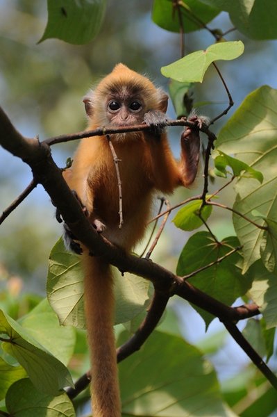 Baby silver leaf monkey