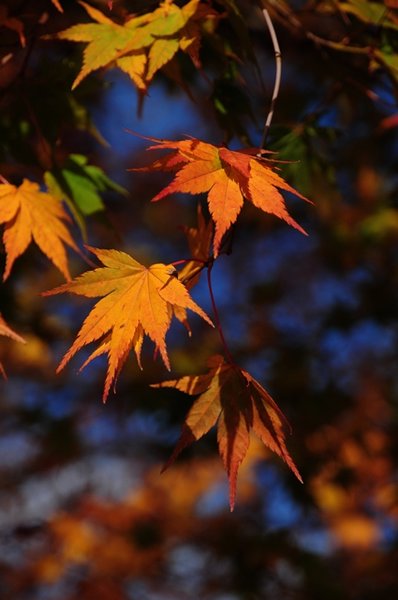 fall colors in Kawaguchiko