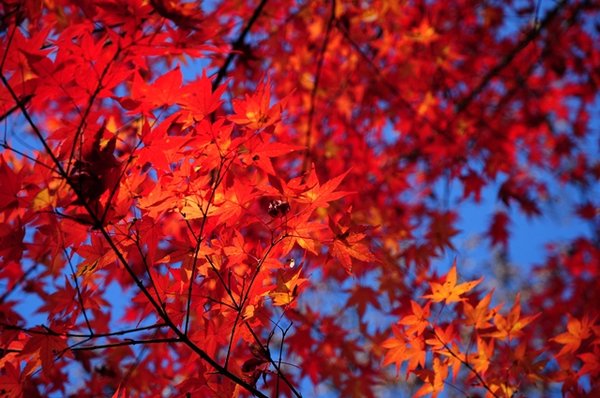 fall colors in Takayama