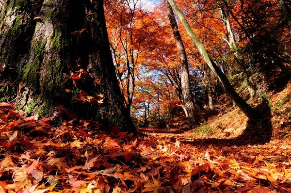 more fall colors in Takayama