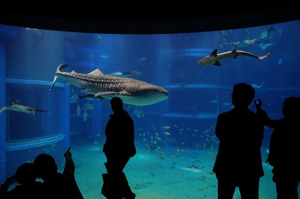 Aquarium view