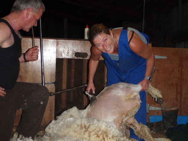 sheep shearing in Tutapere