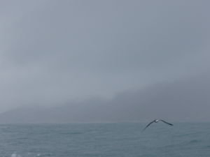 albatros at Kaikoura