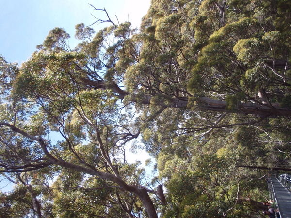 Karri trees