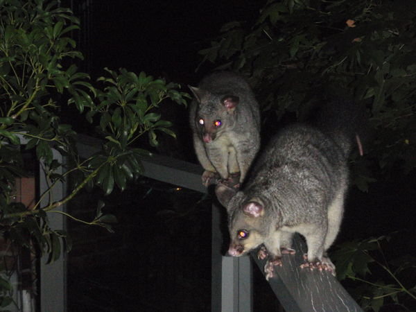 possums on the balcony