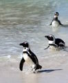 More penguins